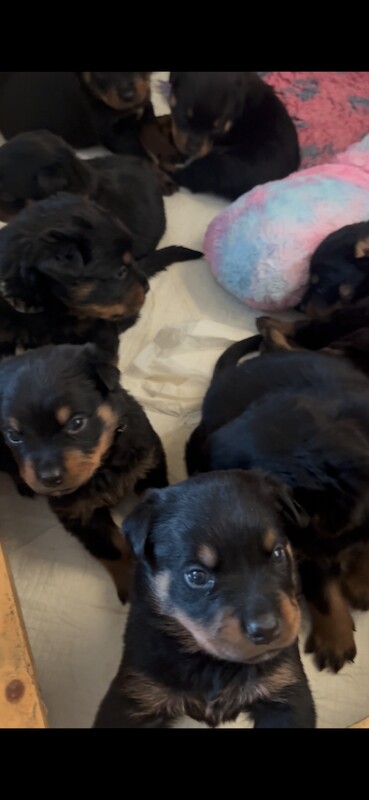 Stunning Rottweiler pups - Image 5 of 5
