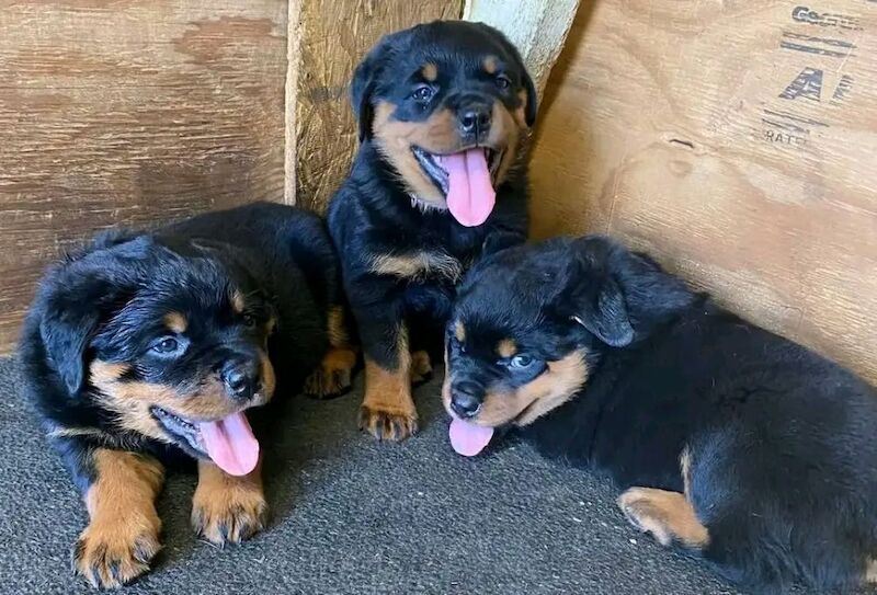 Stunning rottweilers puppy for sale in B1 1BB - Image 1