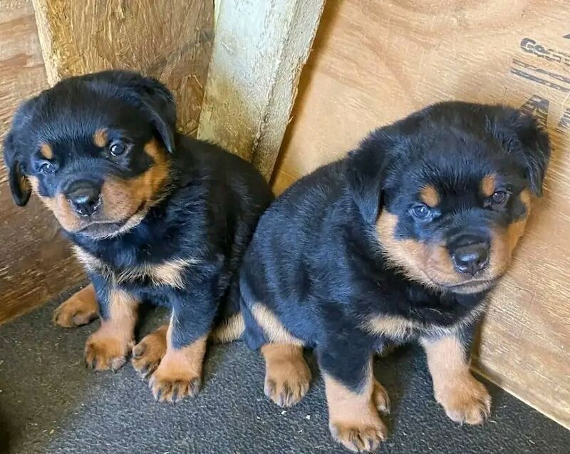 Stunning rottweilers puppy for sale in B1 1BB - Image 2