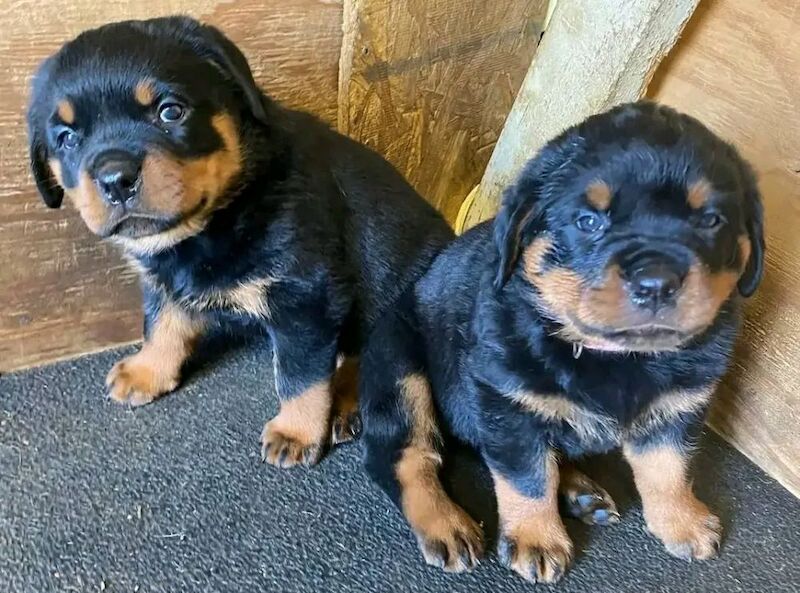 Stunning rottweilers puppy for sale in B1 1BB - Image 3