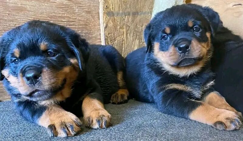 Stunning rottweilers puppy for sale in B1 1BB - Image 4