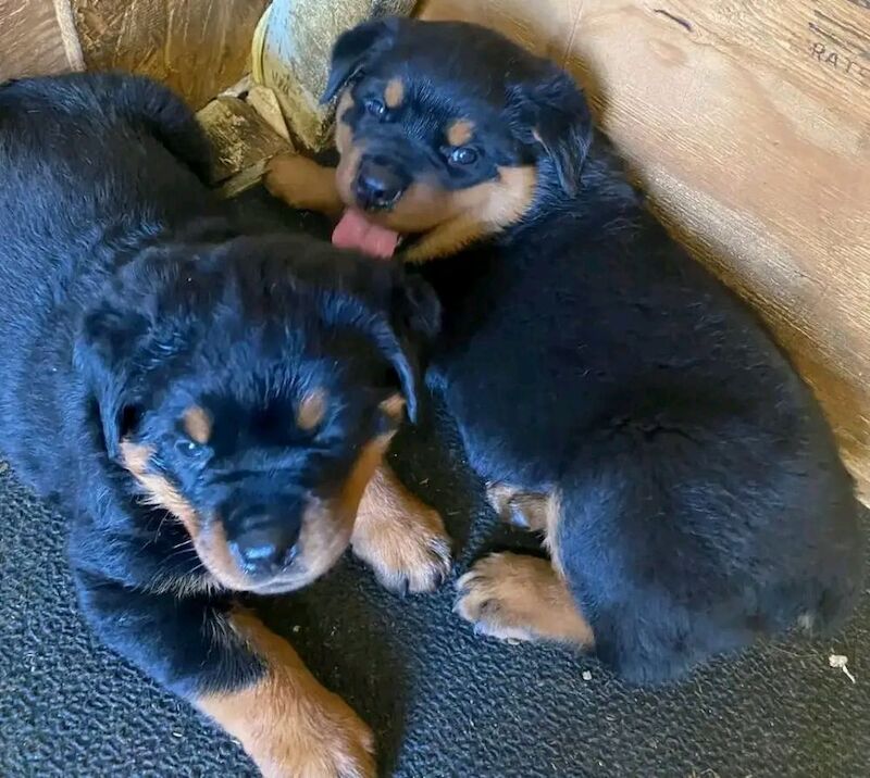 Stunning rottweilers puppy for sale in B1 1BB - Image 5