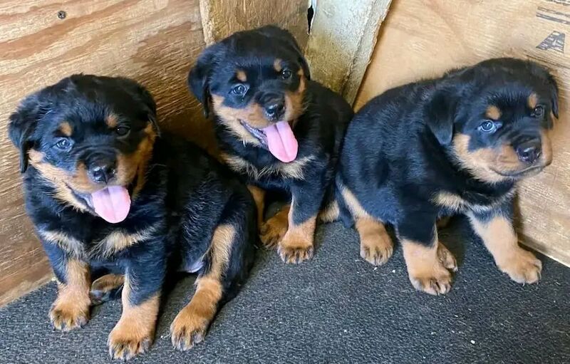 Stunning rottweilers puppy for sale in B1 1BB - Image 6