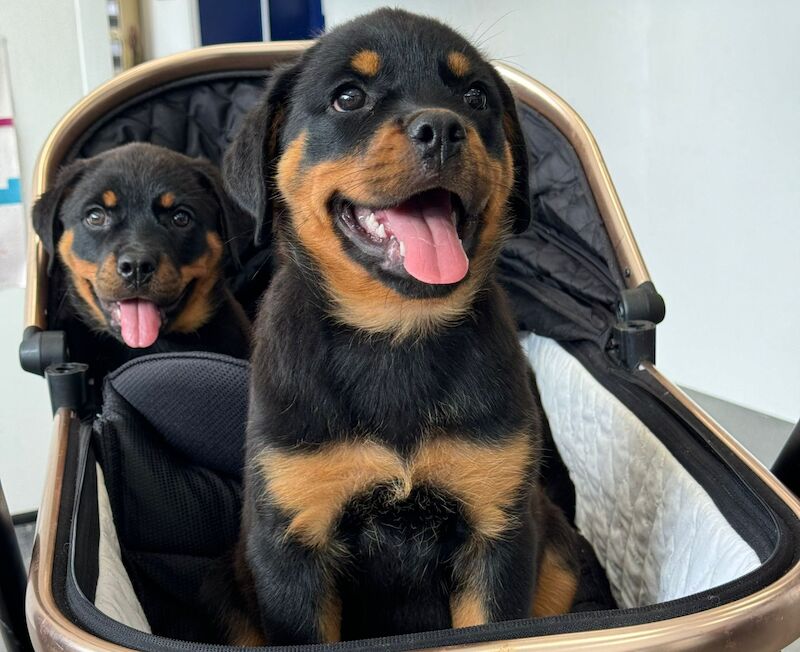Rottweiler puppies for sale in Wolverhampton, West Midlands – KC registered, 1 year old