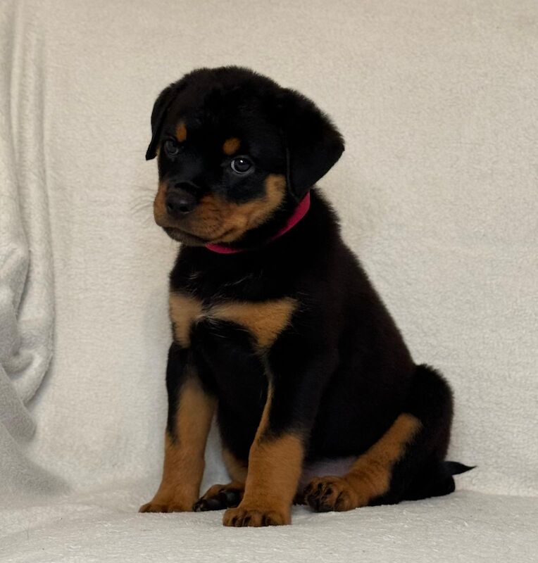 Stunning Rottweilers ready to leave 💓 for sale in Wolverhampton, West Midlands | Image 2