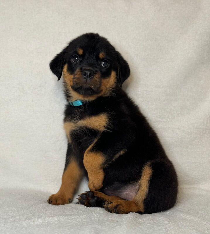Rottweiler puppies for sale in Wolverhampton, West Midlands – KC registered, 1 year old - Image 3 of 5
