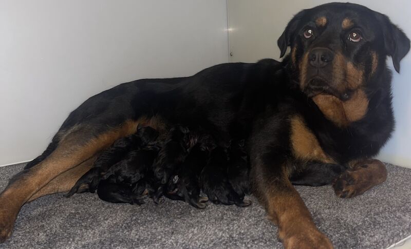 Stunning Rottweilers ready to leave 💓 for sale in Wolverhampton, West Midlands | Image 4