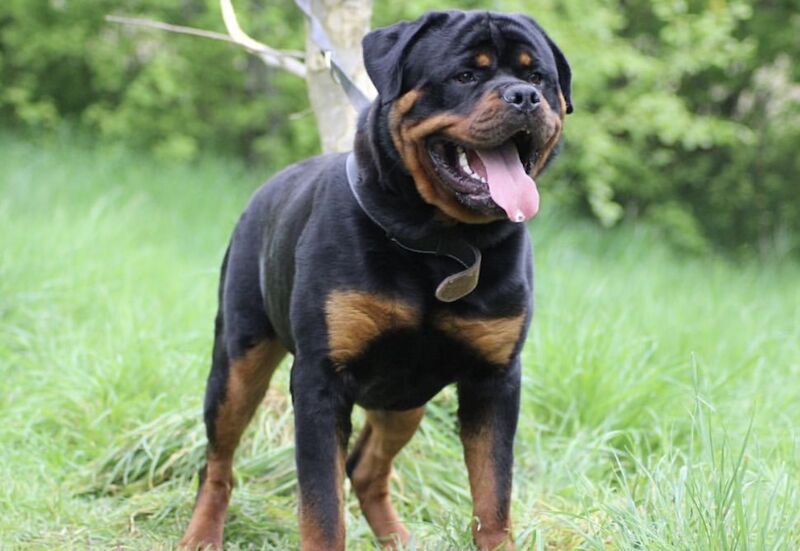Rottweiler puppies for sale in Wolverhampton, West Midlands – KC registered, 1 year old - Image 5 of 5