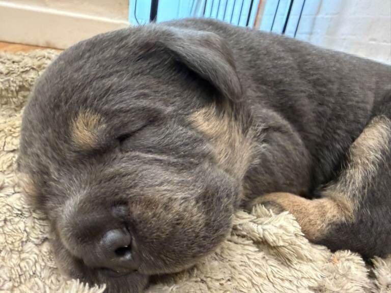 Stunning rotty cross dobaman puppies