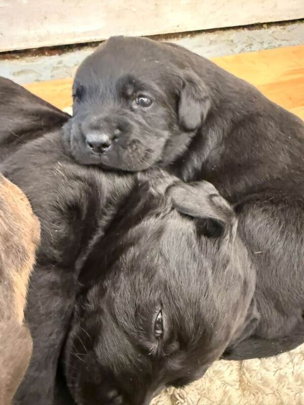 Stunning rotty cross dobaman puppies - Image 2 of 5