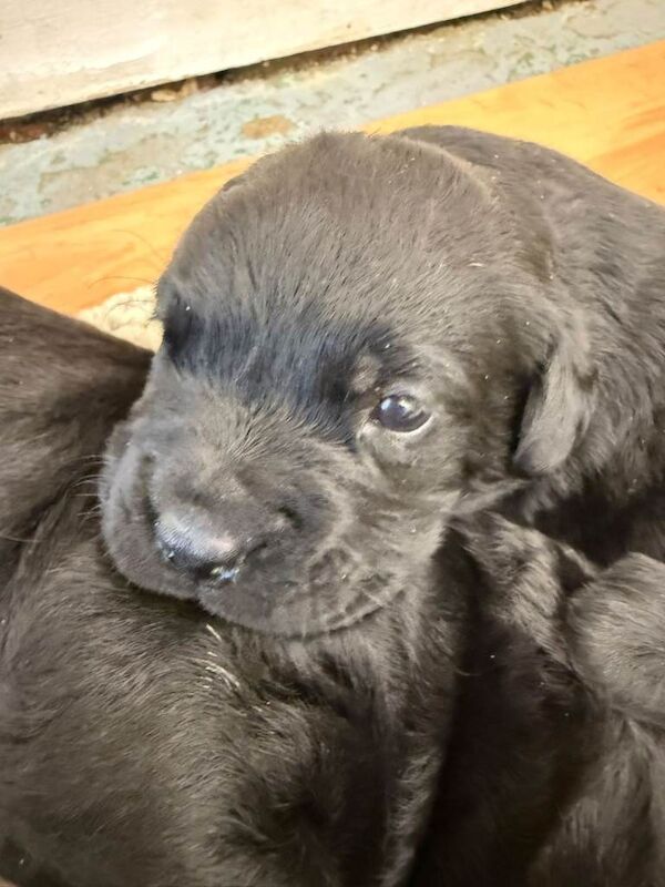 Stunning rotty cross dobaman puppies - Image 3 of 5