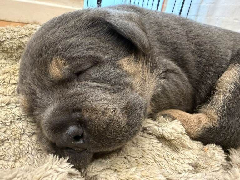 Stunning rotty cross dobaman puppies - Image 4 of 5