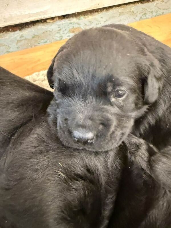 Stunning rotty cross dobaman puppies - Image 5 of 5