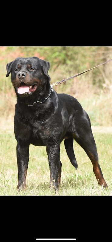 Super Rottweiler for sale in Luton, Bedfordshire