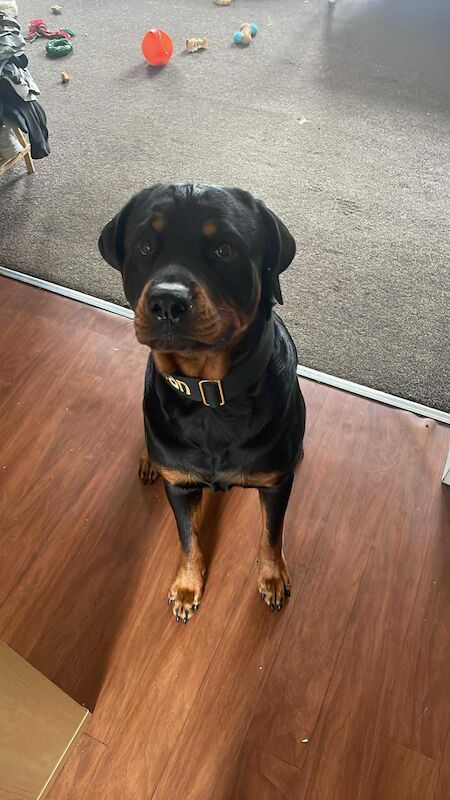 Rottweiler puppies for sale in Swindon, Wiltshire – 1 year old