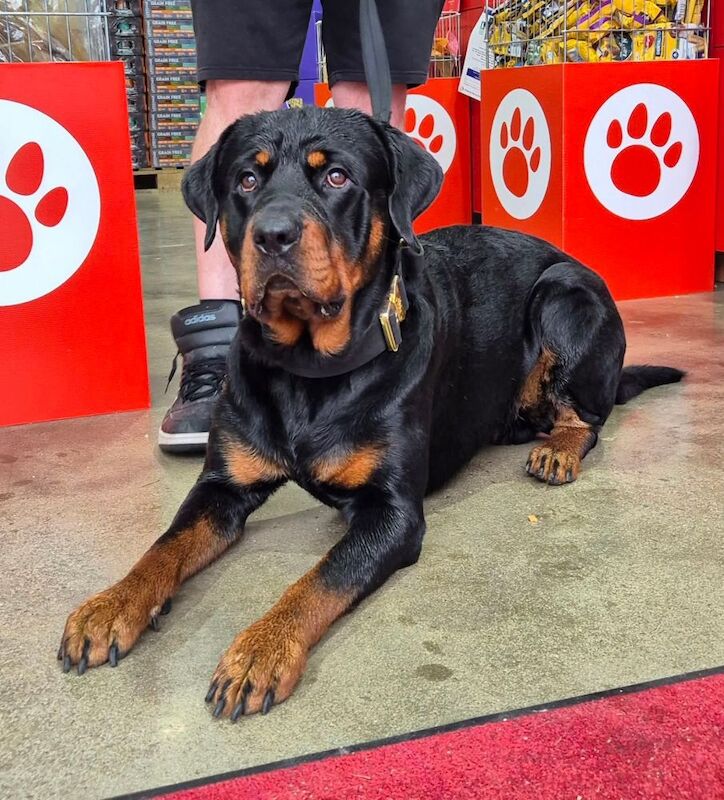 Rottweiler puppies for sale in Swindon, Wiltshire – 1 year old - Image 2 of 6