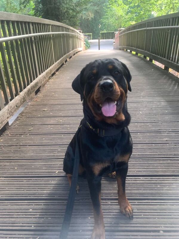 Rottweiler puppies for sale in Swindon, Wiltshire – 1 year old - Image 3 of 6