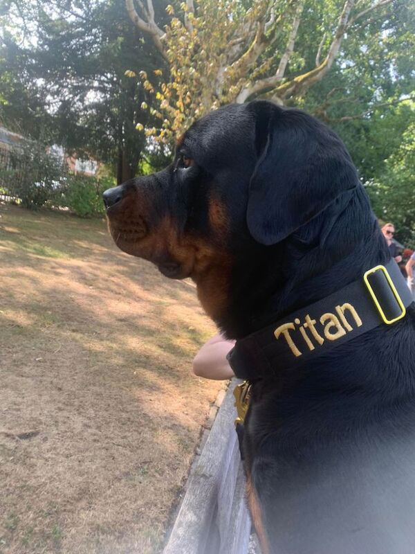 Rottweiler puppies for sale in Swindon, Wiltshire – 1 year old - Image 4 of 6