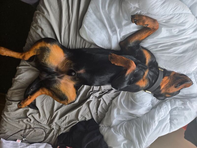 Rottweiler puppies for sale in Swindon, Wiltshire – 1 year old - Image 5 of 6