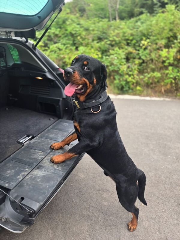 Rottweiler puppies for sale in Swindon, Wiltshire – 1 year old - Image 6 of 6