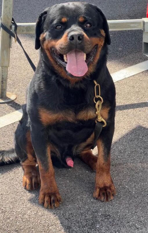 Rottweiler Puppies For Sale
