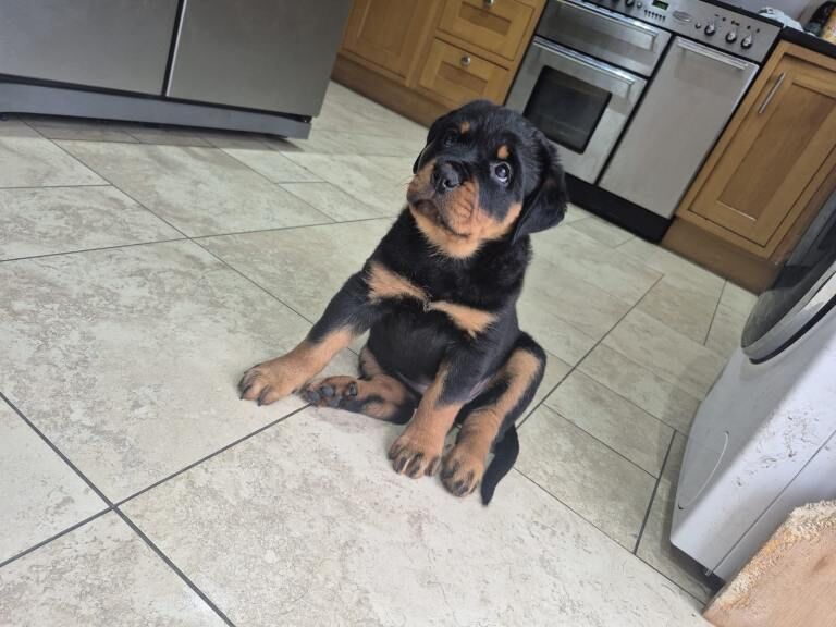 Rottweiler Puppies For Sale