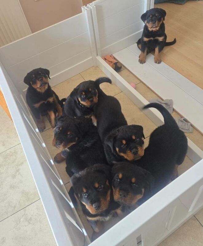 Traditional Rottweiler Female Pup - Image 2 of 4