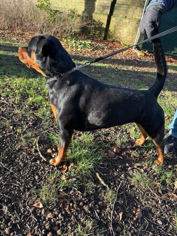 Traditional Rottweiler Female Pup - Image 3 of 4