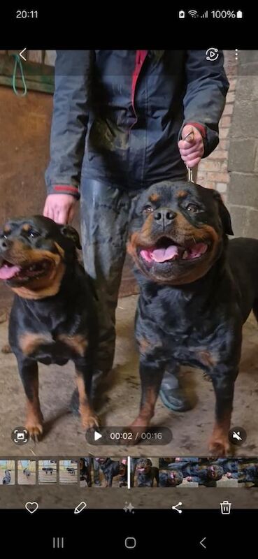 Traditional Rottweiler Female Pup - Image 4 of 4