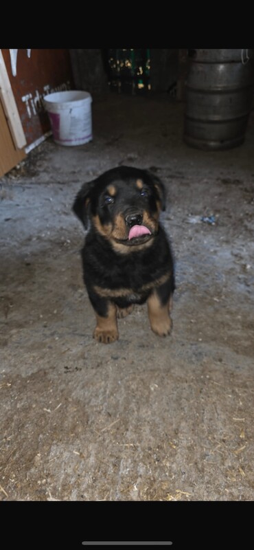 Rottweiler Puppies For Sale