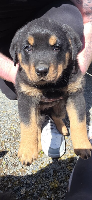 Two Purebred Rottweiler Puppies - Image 2 of 4