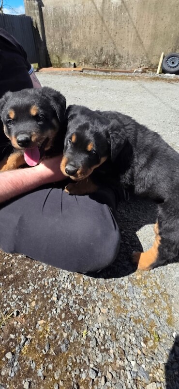Two Purebred Rottweiler Puppies - Image 3 of 4