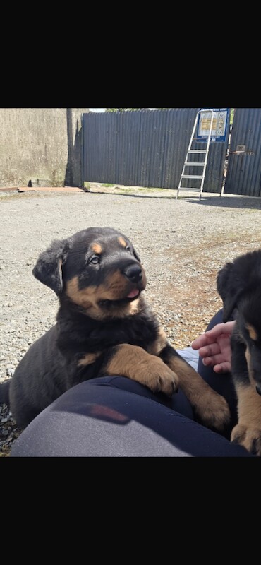 Two Purebred Rottweiler Puppies - Image 4 of 4