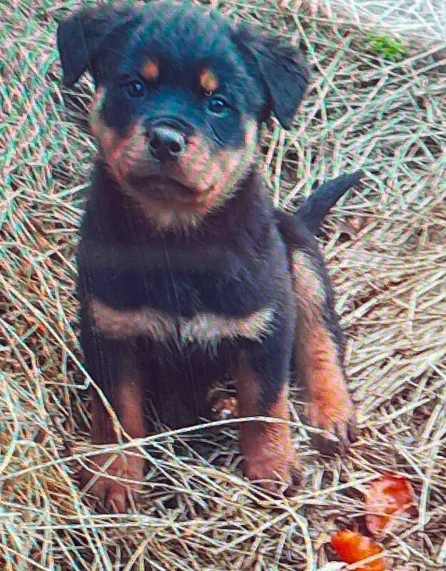 Rottweiler puppies for sale in Coleraine, County Londonderry – KC registered, 1 year old - Image 2 of 3