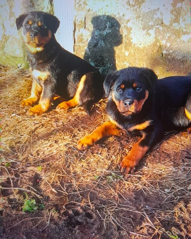 Rottweiler puppies for sale in Coleraine, County Londonderry – KC registered, 1 year old - Image 3 of 3