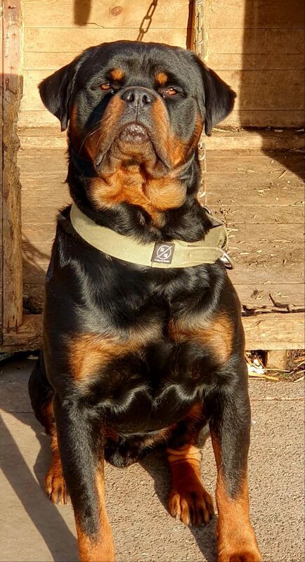 Rottweiler puppies for sale in Bilston, West Midlands – KC registered, 2 years old