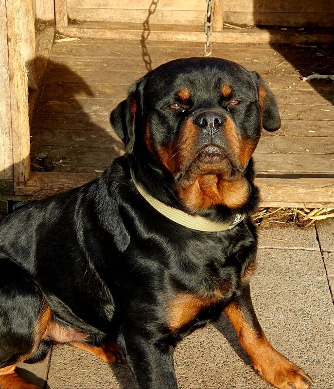Rottweiler puppies for sale in Bilston, West Midlands – KC registered, 2 years old - Image 2 of 3
