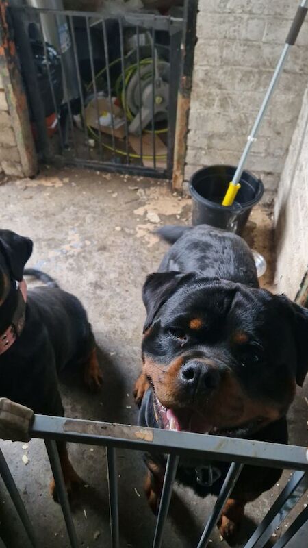 Rottweiler puppies for sale in Bilston, West Midlands – KC registered, 2 years old - Image 3 of 3