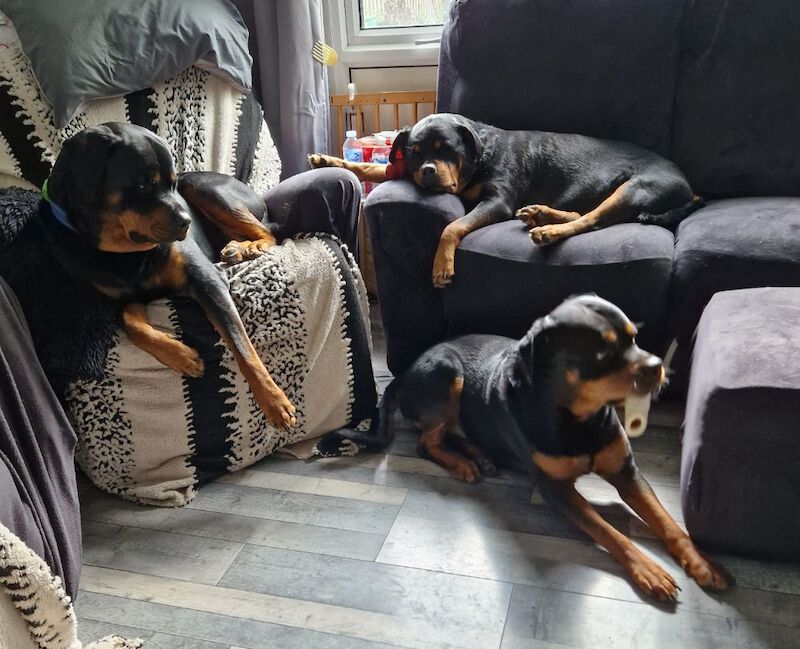 Waiting list open. Puppies should be ready to leave September 2026 - Image 14 of 15