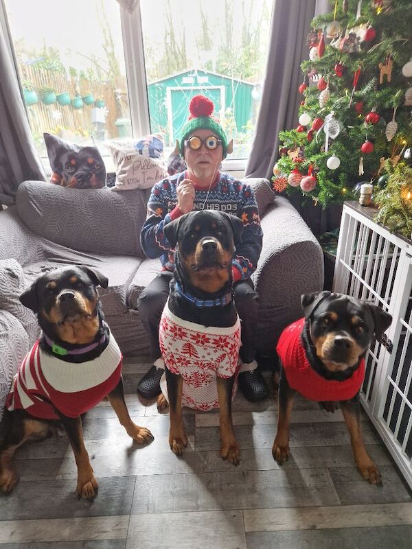 Waiting list open. Puppies should be ready to leave September 2026 - Image 15 of 15