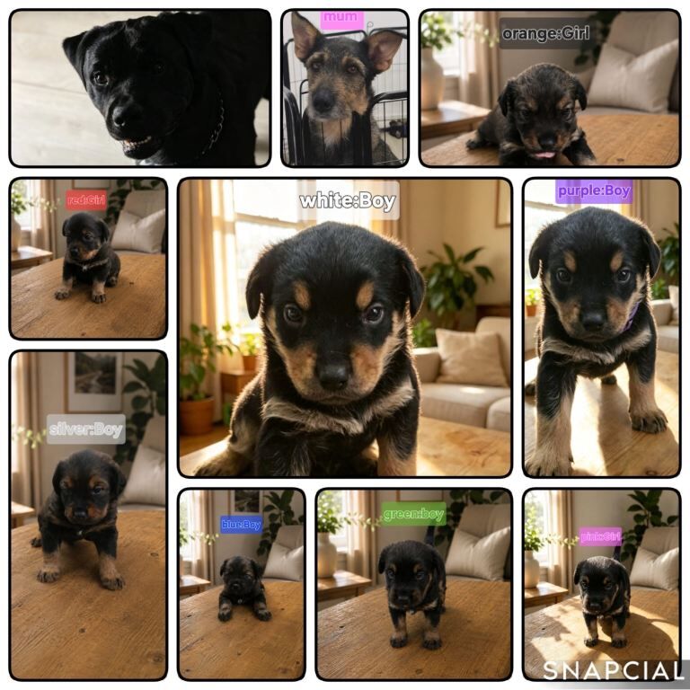 Rottweiler Puppies For Sale Under £1,000