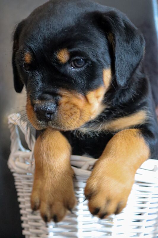 great natured parents, first class start to life for sale in Hornchurch, Havering, Greater London - Image 9