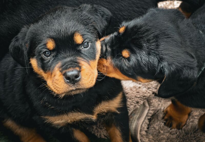 Rottweiler puppies for sale in Hornchurch, Havering, Greater London – KC registered, 1 year old