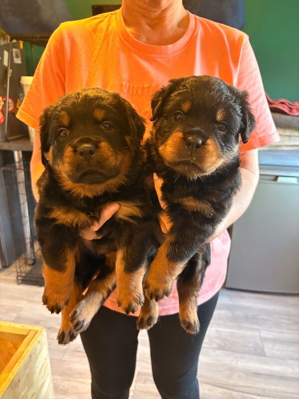 Rottweiler Puppies For Sale