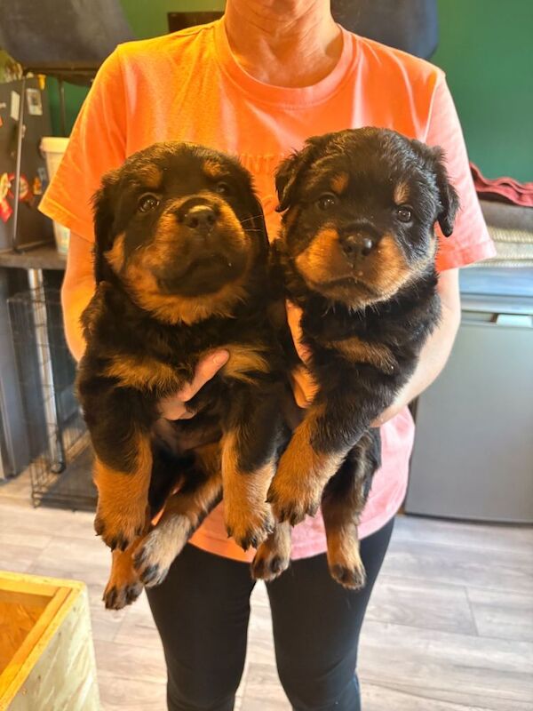 World champion bloodline 1 girl remaining - Image 2 of 5
