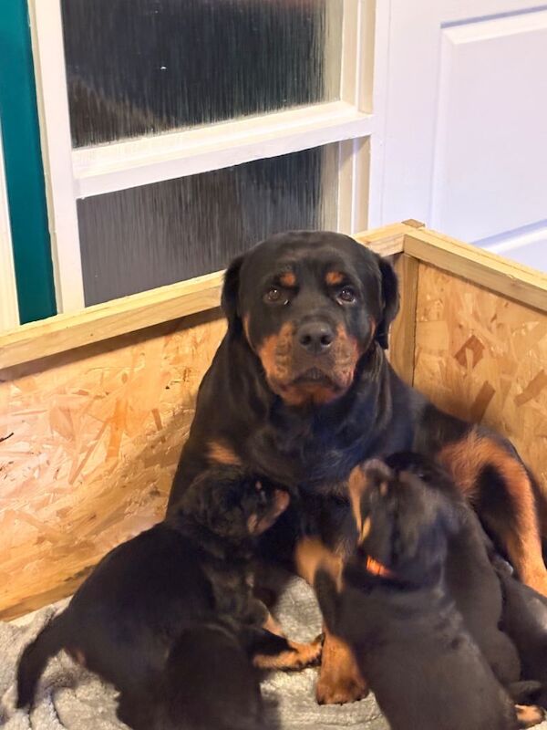 World champion bloodline 1 girl remaining - Image 4 of 5