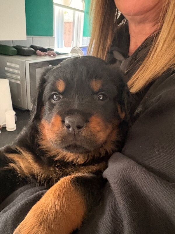 World champion bloodline 1 girl remaining - Image 5 of 5