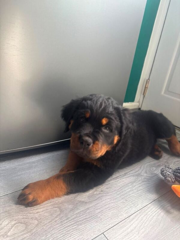 World champion bloodlines female