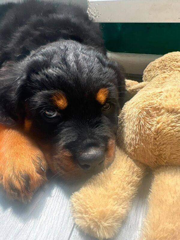 World champion bloodlines female - Image 2 of 3