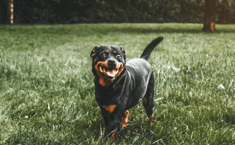 Rottweiler Puppies For Sale In Northern Ireland | Rottweiler Owners